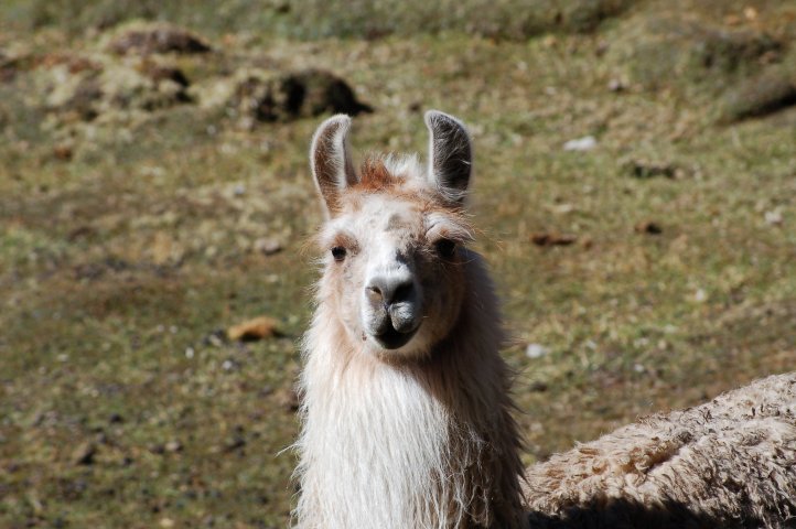 wo kommt ihr denn her.JPG